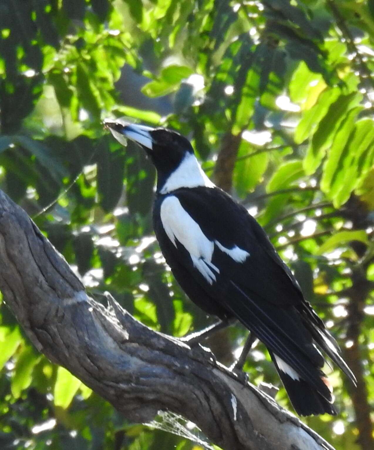 Imagem de Gymnorhina tibicen terraereginae (Mathews 1912)