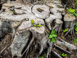 Ficus dendrocida Kunth的圖片