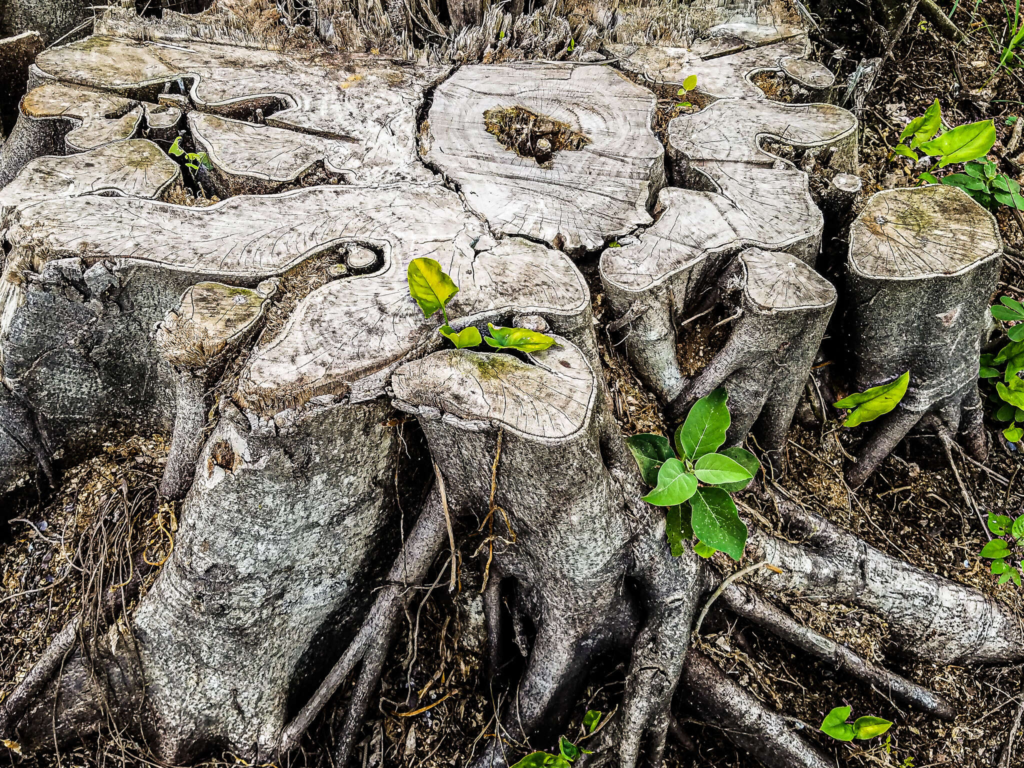 Image of Ficus dendrocida Kunth