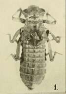 Image de Epiophlebia laidlawi Tillyard 1921