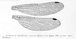Image of Epiophlebia superstes (Selys 1889)