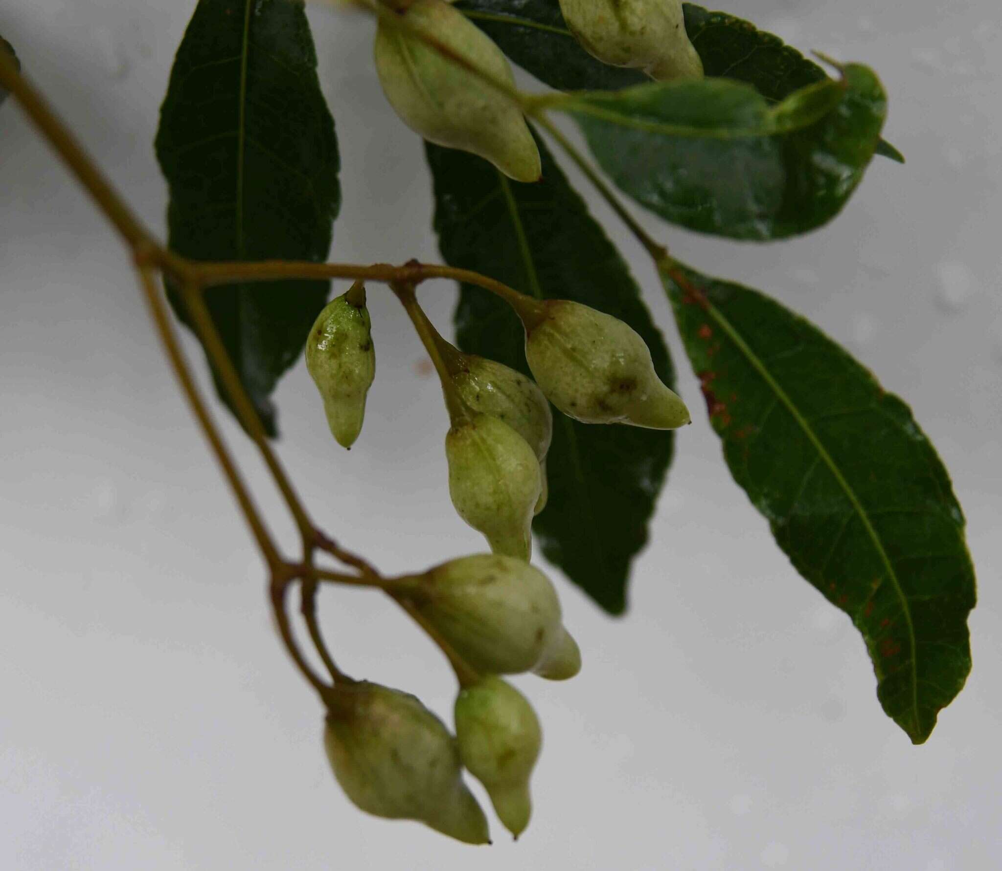 Image of Commiphora schlechteri Engl.