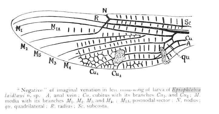 Image de Epiophlebia laidlawi Tillyard 1921