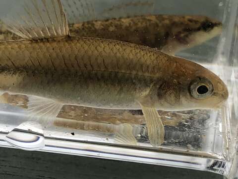 Image of Tonguetied Minnow