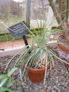 Image of Puya mirabilis (Mez) L. B. Sm.