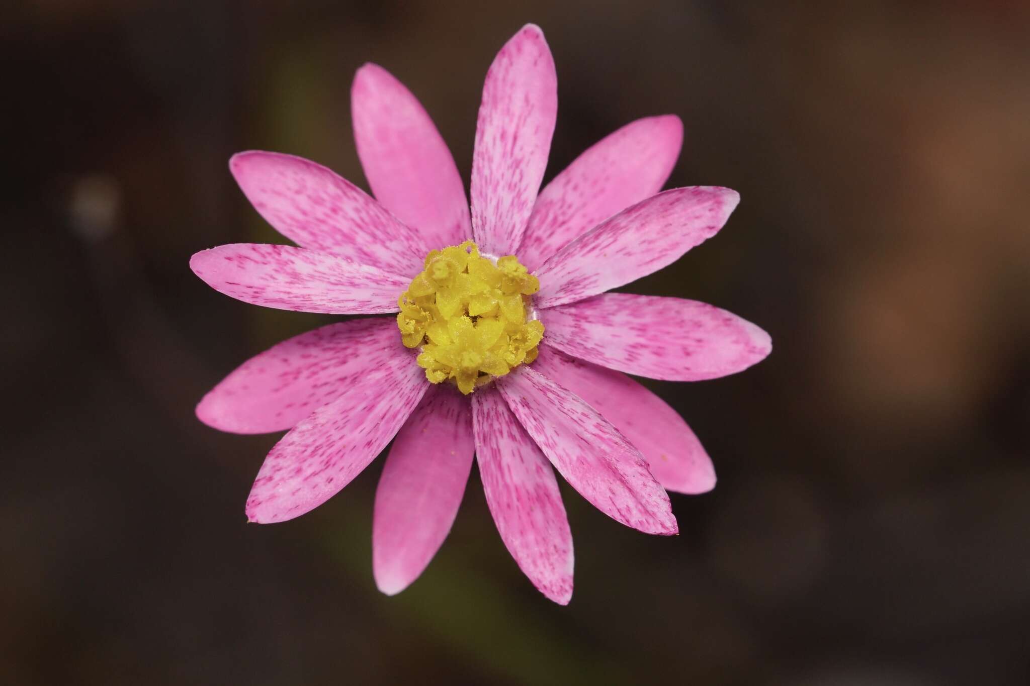 Image of Lawrencella rosea Lindl.