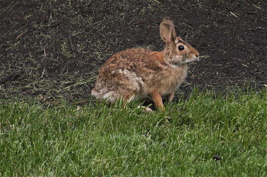 Image of eastern cottontail