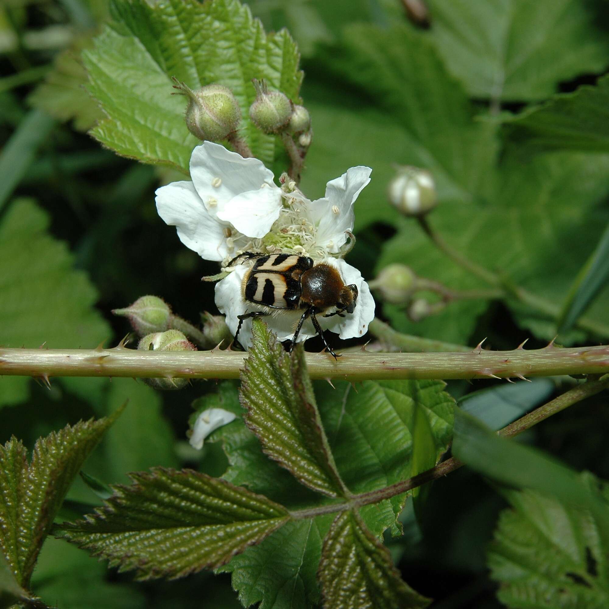 Image of Bee beetle