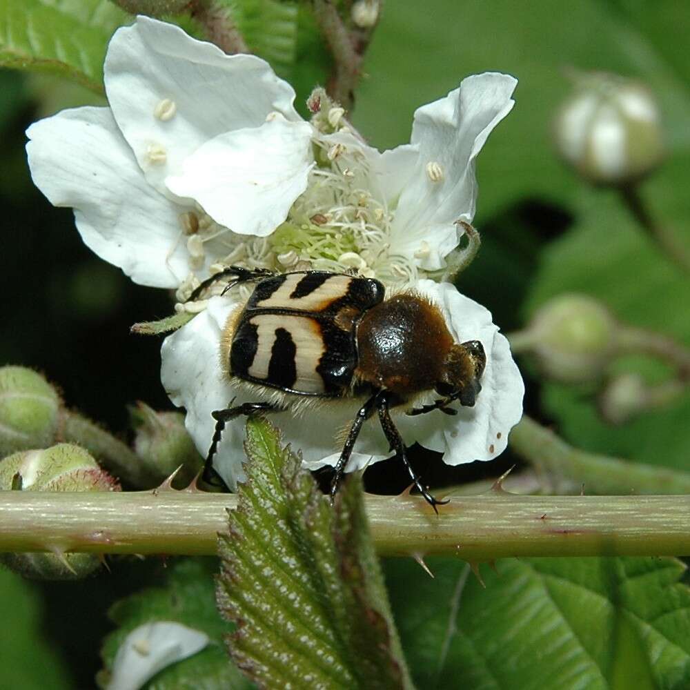 Image of Bee beetle