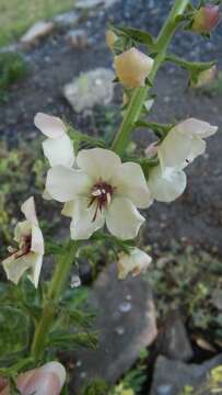 Imagem de Verbascum blattaria L.