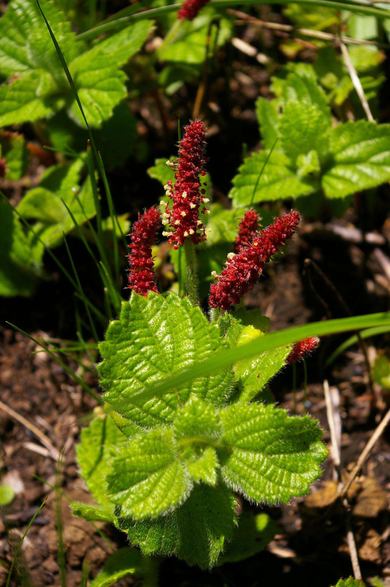 Image de Acalypha glandulifolia Buchinger & Meisn. ex C. Krauss