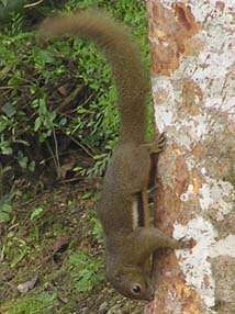 Image of Plantain Squirrel