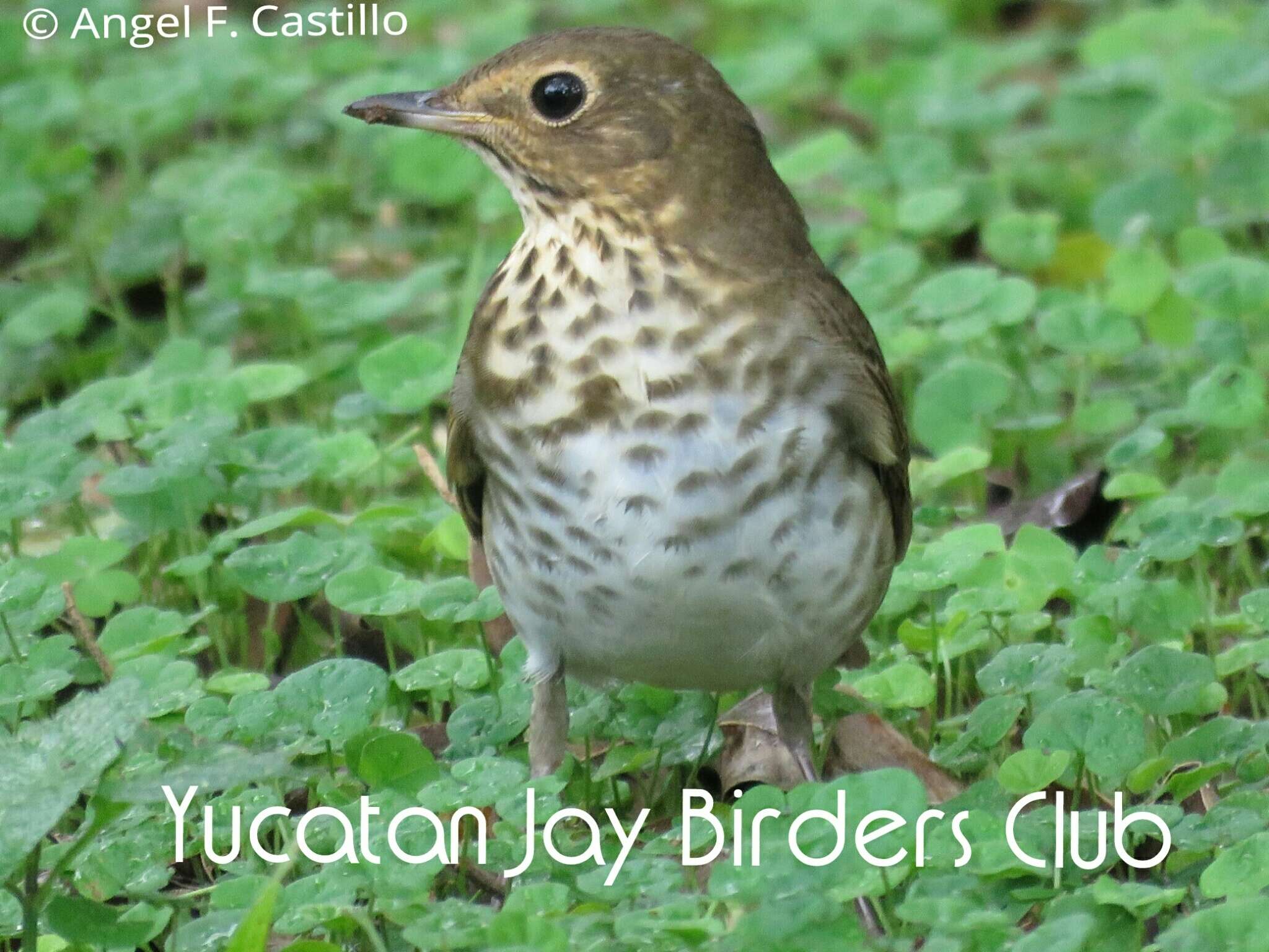 Image of Swainson's Thrush