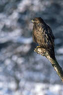 Image of Common Buzzard