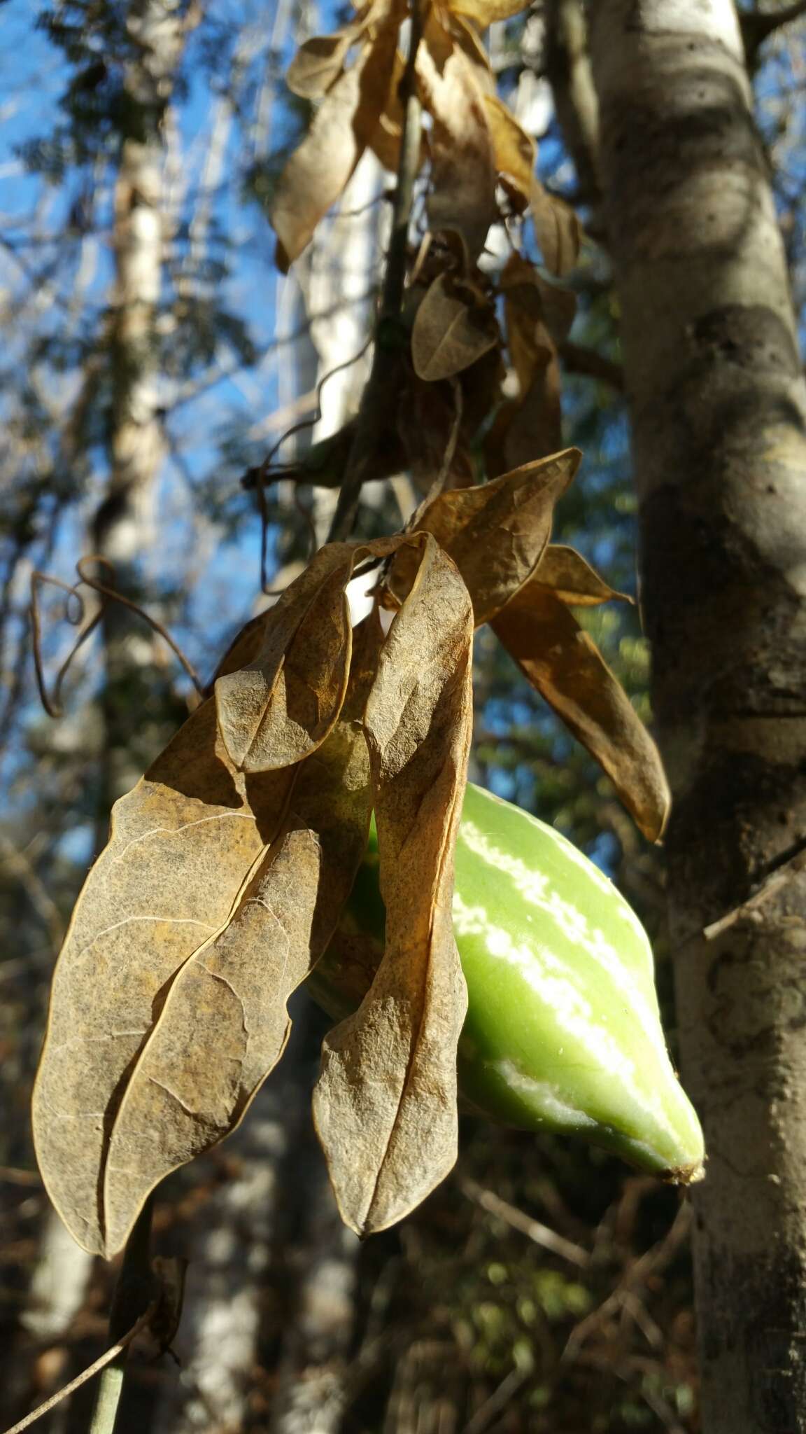 Image of Trochomeriopsis diversifolia Cogn.