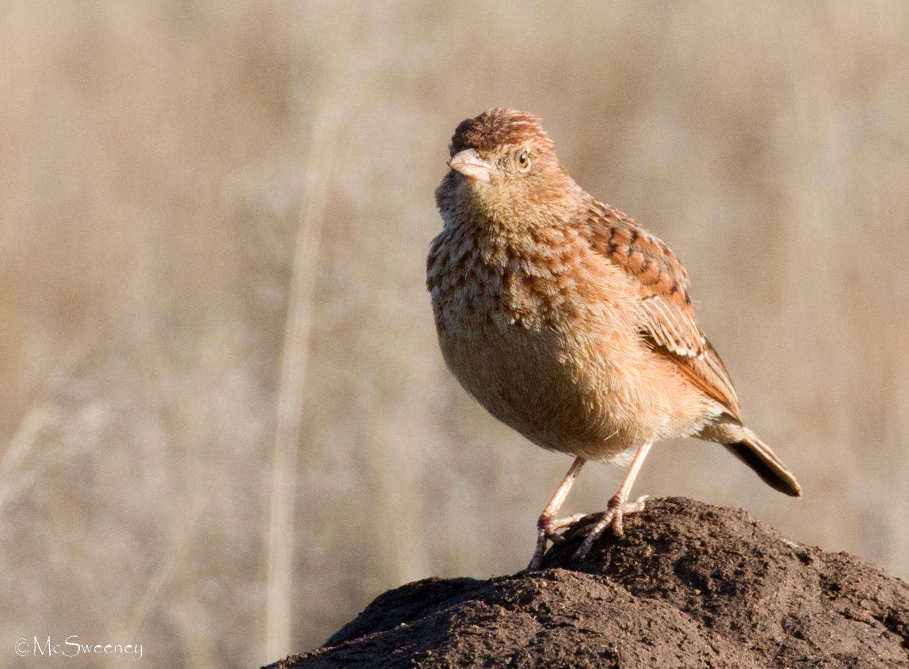 Image of Mirafra fasciolata fasciolata (Sundevall 1850)