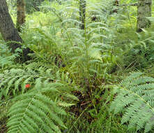 Athyrium asplenioides var. cyclosorum (Rupr.) resmi