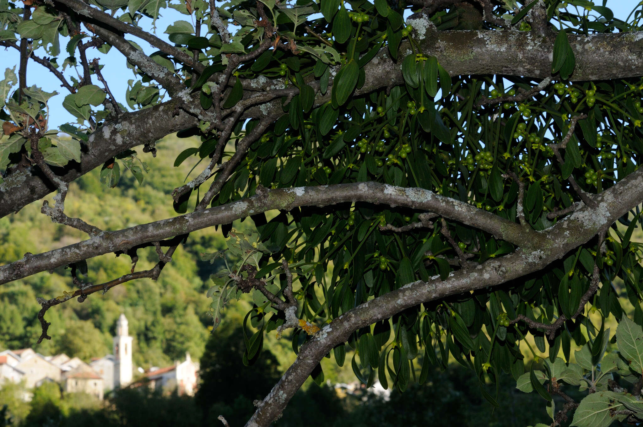 Image of European mistletoe