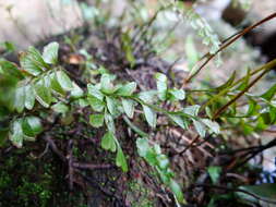 Image of Osmolindsaea japonica (Bak.) Lehtonen & Christenh.