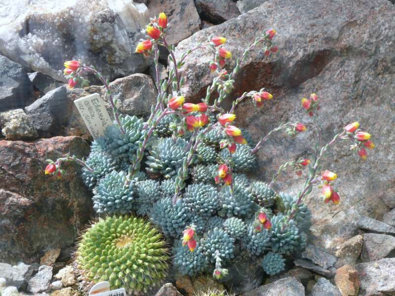 Image of Mexican Firecracker