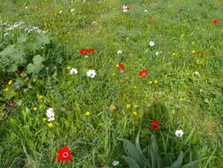 Imagem de Anemone coronaria L.