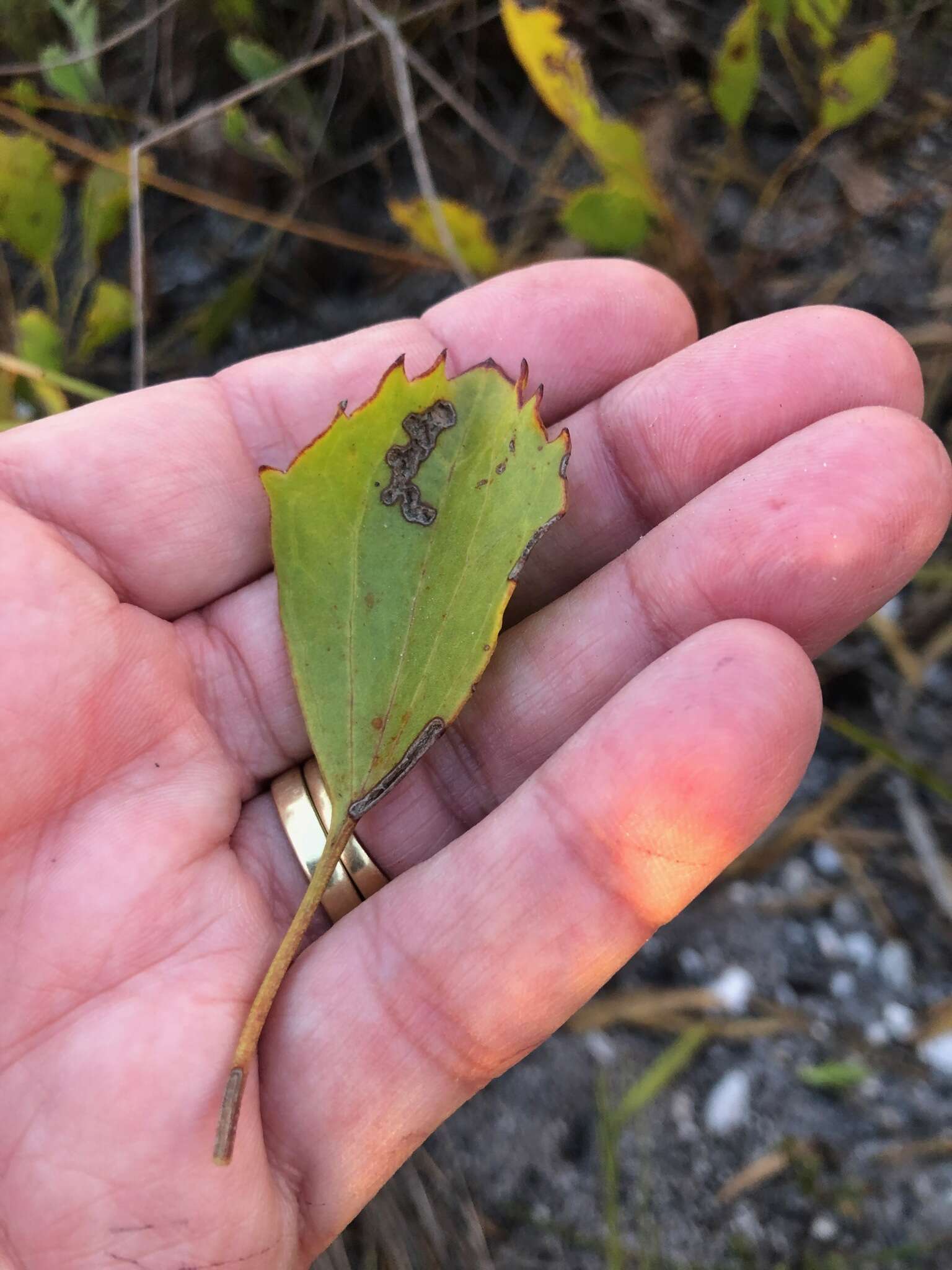 Image of Centella difformis (Eckl. & Zeyh.) Adamson