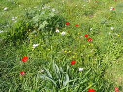 Image of lilies-of-the-field