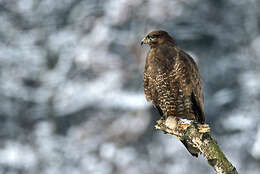 Image of Common Buzzard