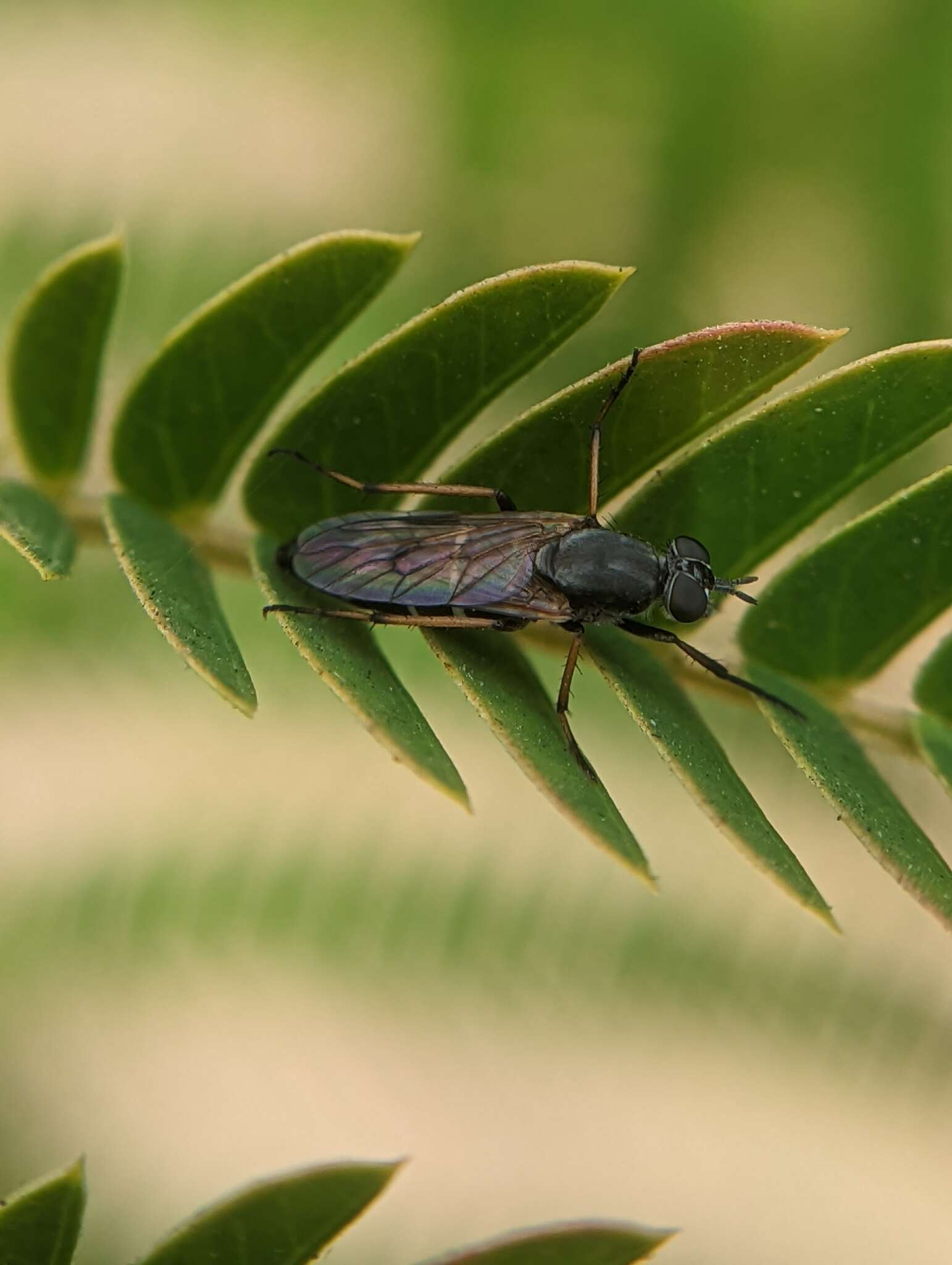 Imagem de <i>Ozodiceromyia nigrimana</i>