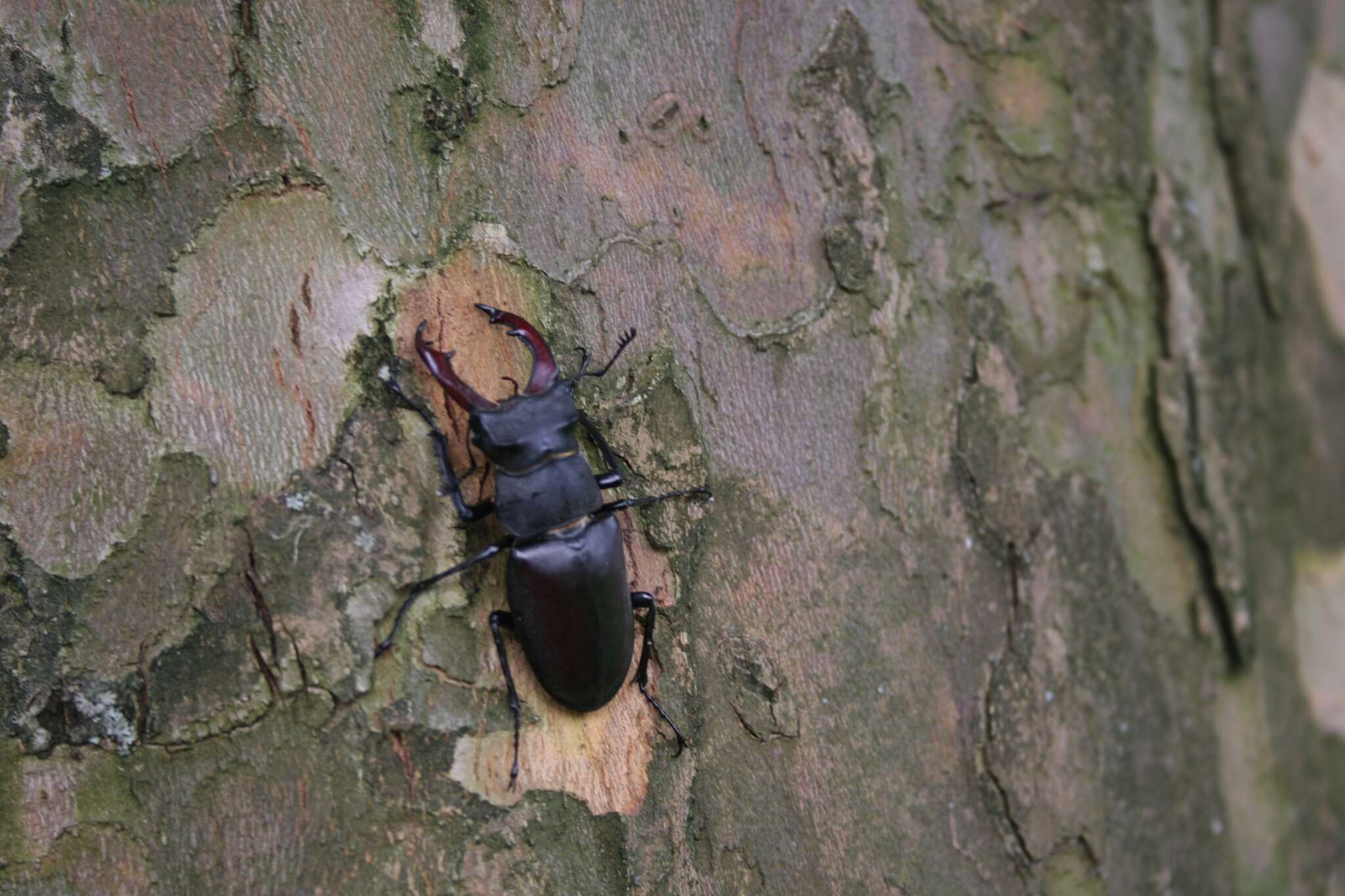 Image of Stag beetle