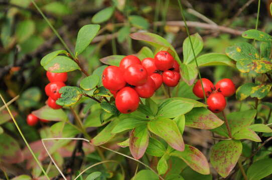 Image of Bunchberry