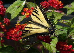 صورة Papilio rutulus Lucas 1852