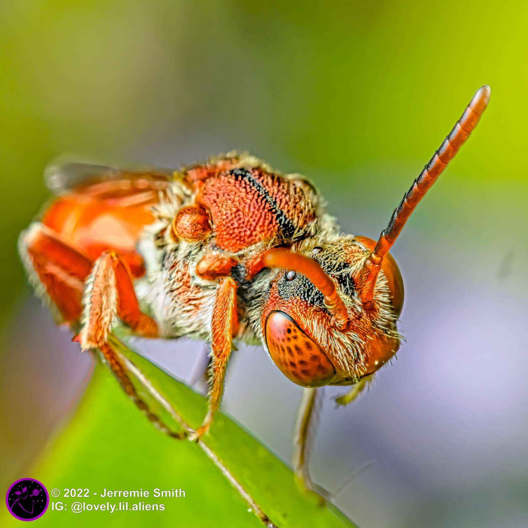 Image of Nomada articulata Smith 1854