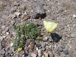 Image of Papaver radicatum var. pseudoradicatum (M. Kitagawa) M. Kitagawa