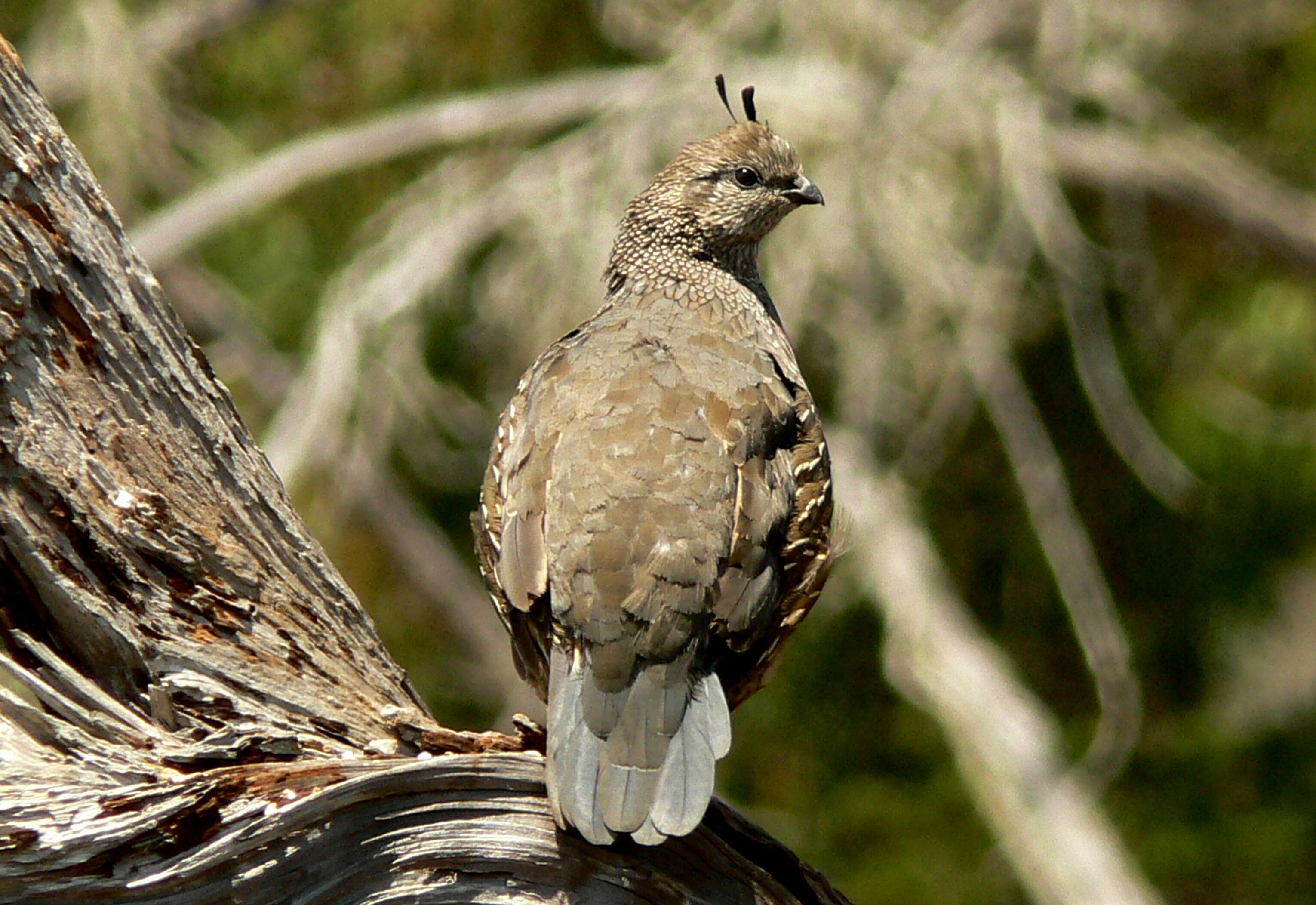 Image of Callipepla Wagler 1832