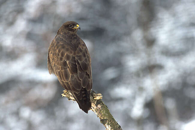 Image of Common Buzzard