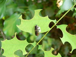 Image of Alfalfa Leafcutter Bee