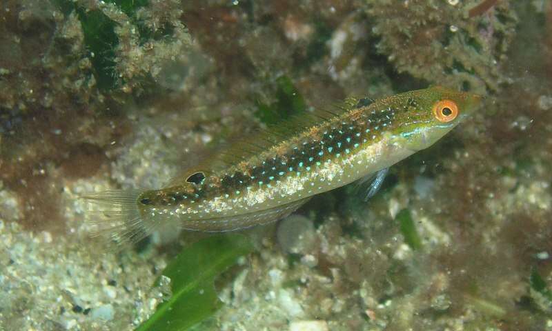 Image of Rainbow Slender Wrasse