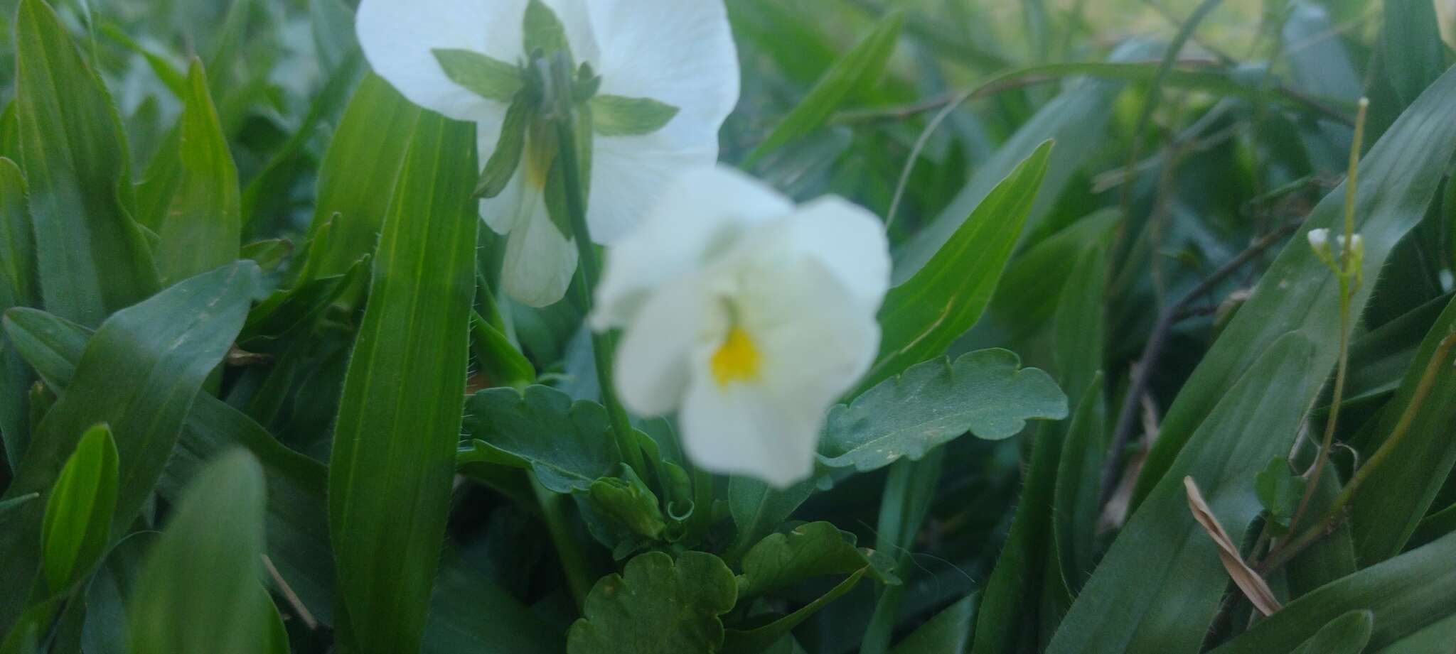 Image of Viola arvensis subsp. arvensis