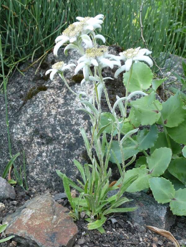 Image of Leontopodium himalayanum DC.