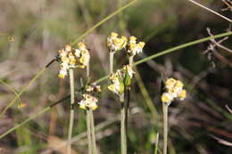 Image of Nodding Tiurndin