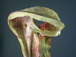 Image of California pitcherplant