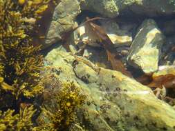 Image of Common Triplefin