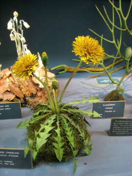 Image of Common Dandelion