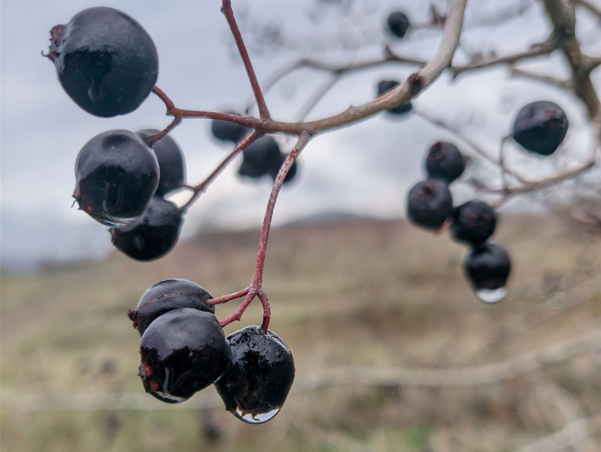 Image of Small-flowered Black Hawthorn