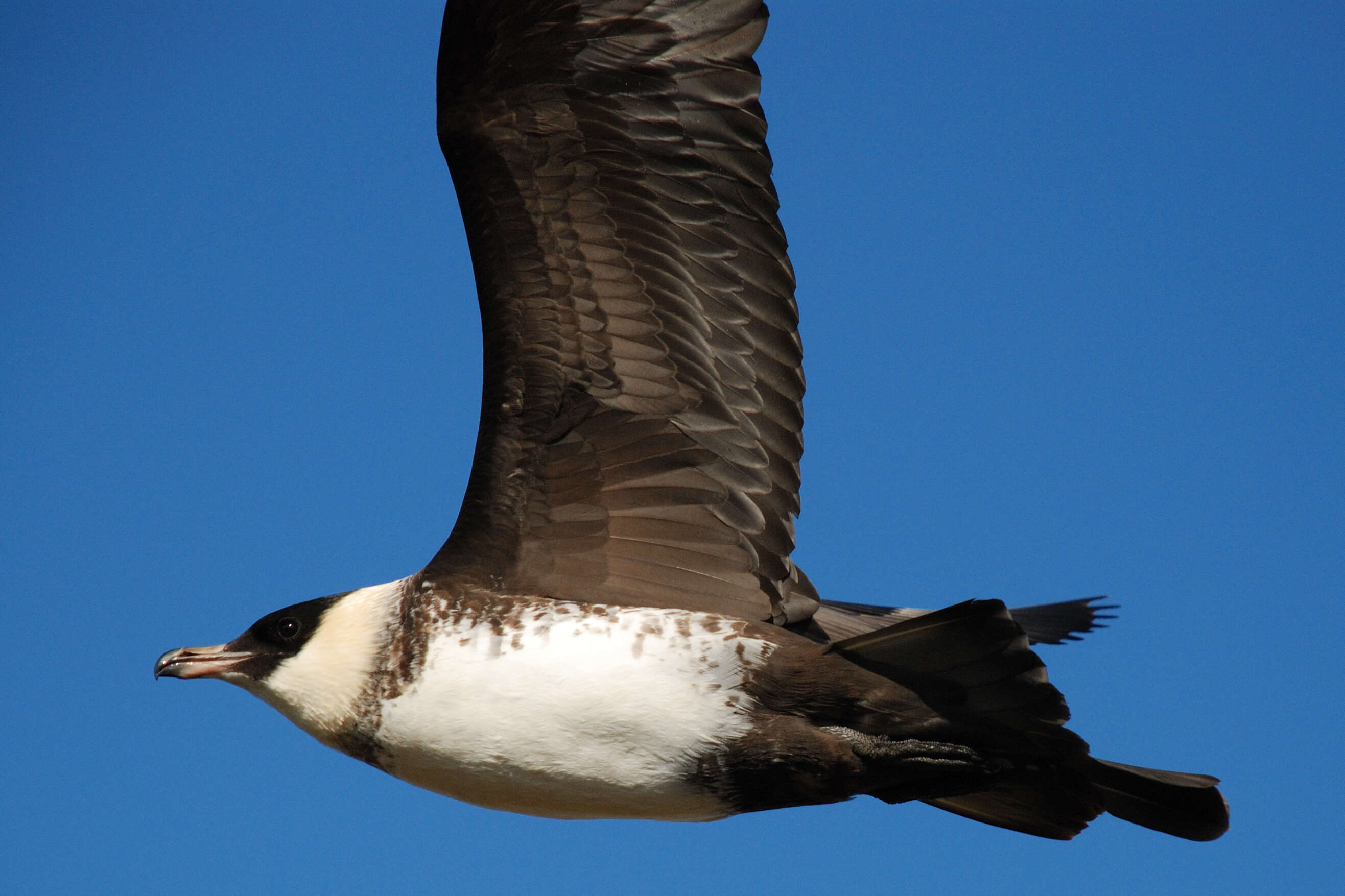 Image of Pomarine Jaeger