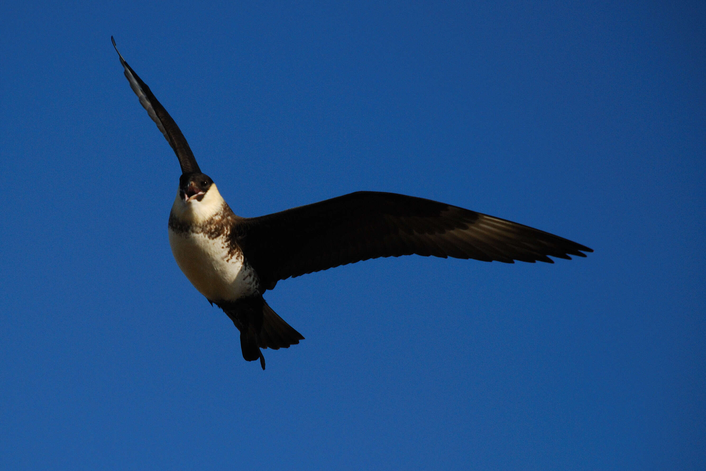 Image of Pomarine Jaeger