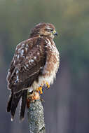 Image of Common Buzzard