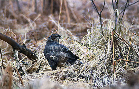 Image of Common Buzzard