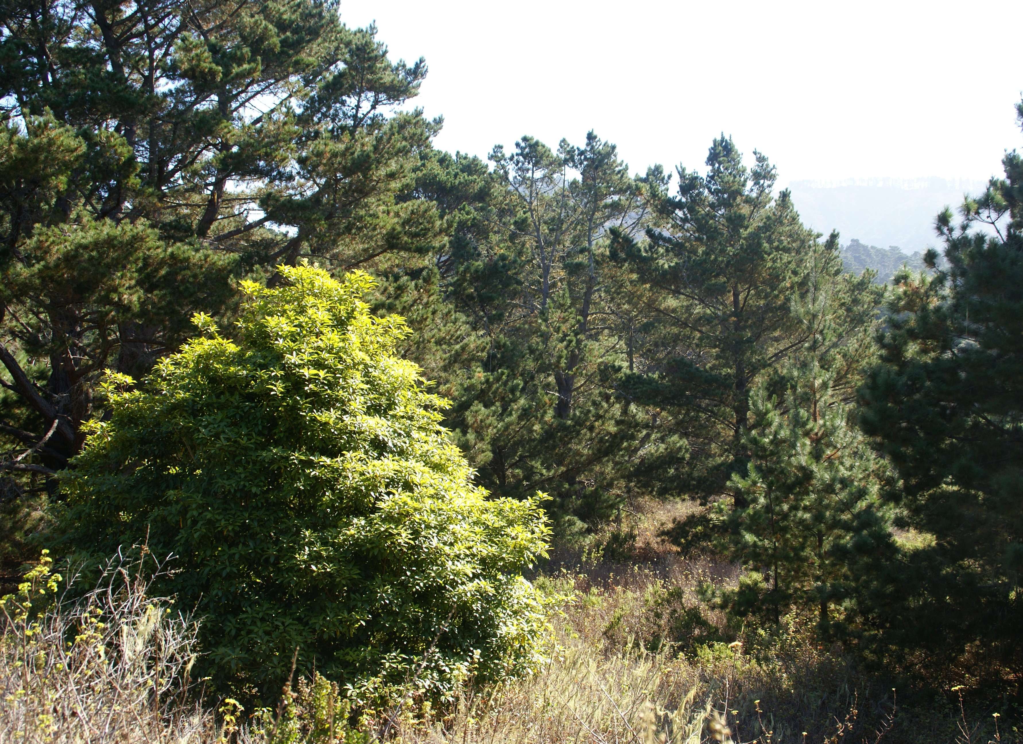 Image of Cedros Island Pine